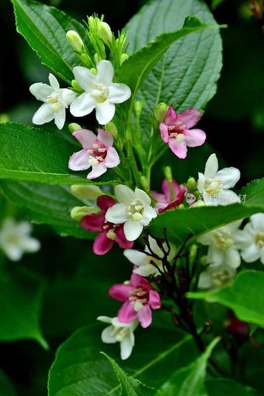 Weigela coraeensis花